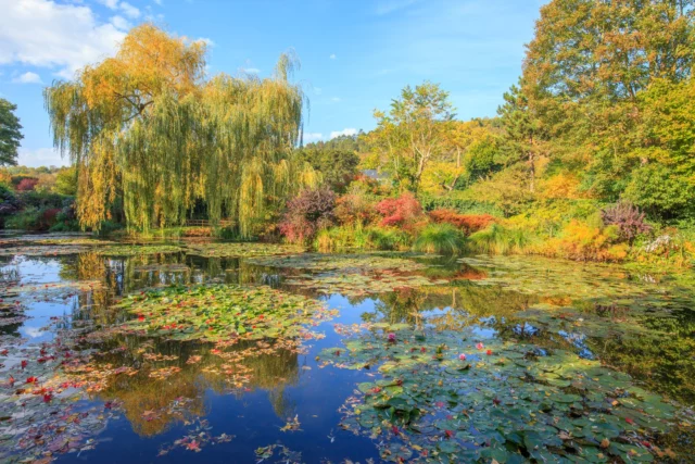 Salix babylonica Autunno