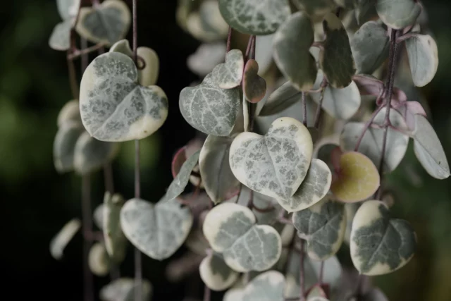 Una cultivar di Ceropegia woodii