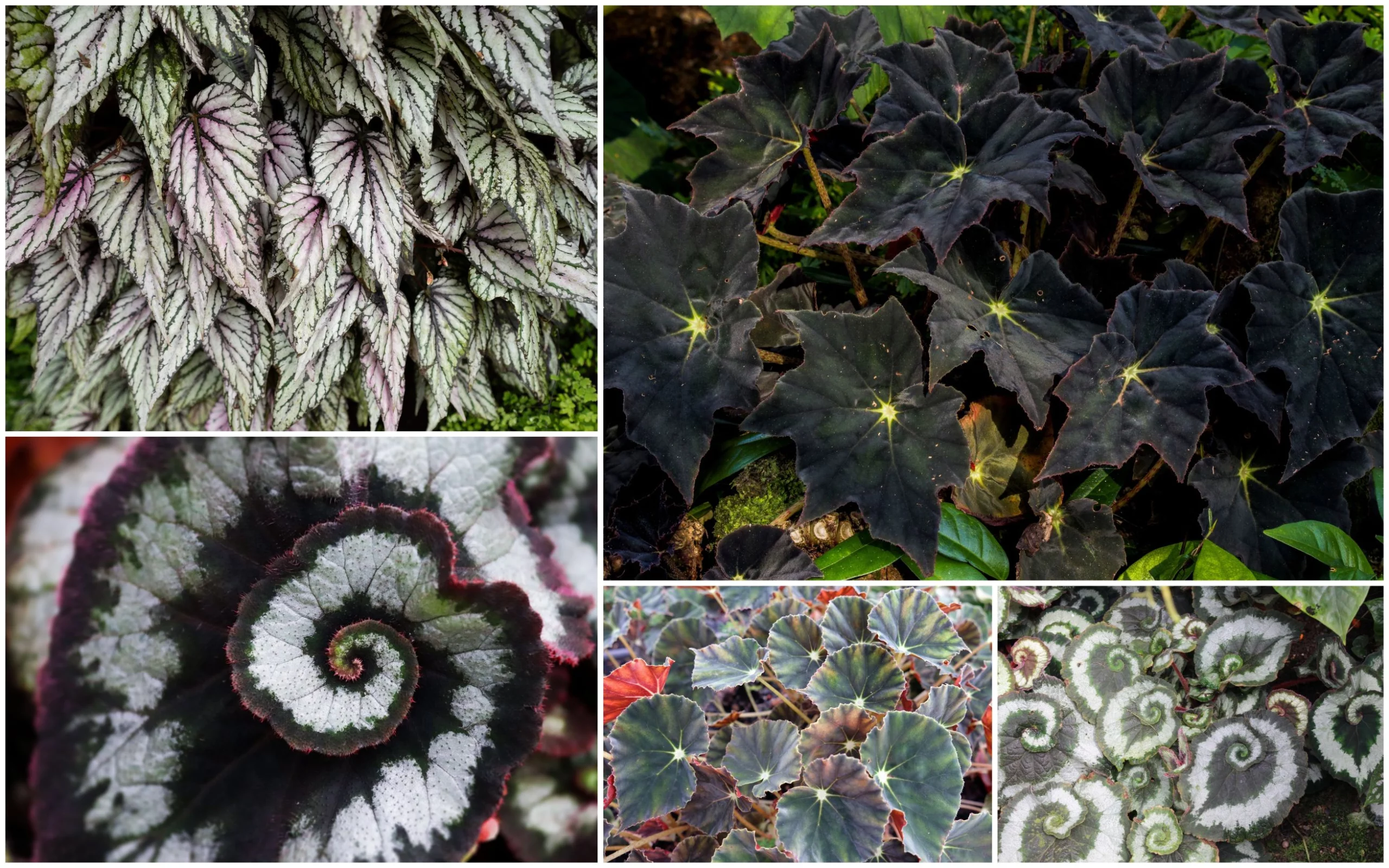 Collage di cultivar di Begonia rex