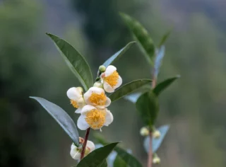 Camellia sinensis