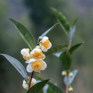 Camellia sinensis