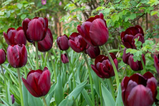 Significato del tulipano bordeaux