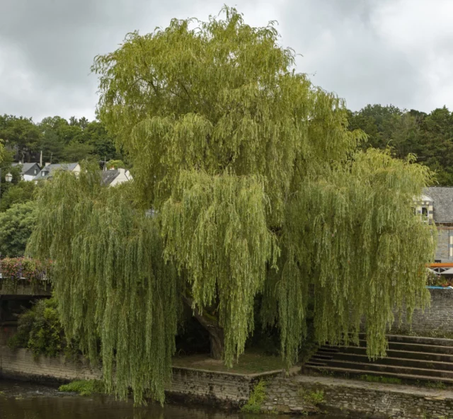 Salix babylonica