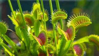 Dionaea muscipola, venus flytrap