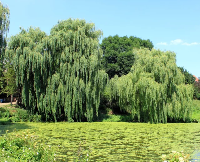 Salix babylonica