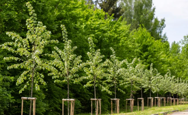 Piantare gli alberi