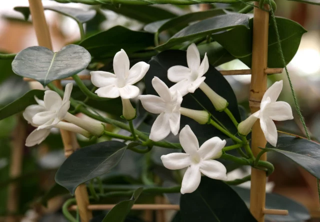 Stephanotis floribunda