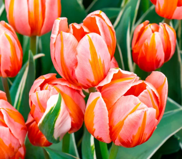 Tulipani 