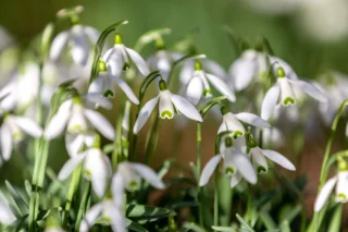 Fiori invernali da esterno