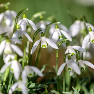 Fiori invernali da esterno