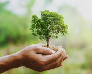 Piantare gli alberi