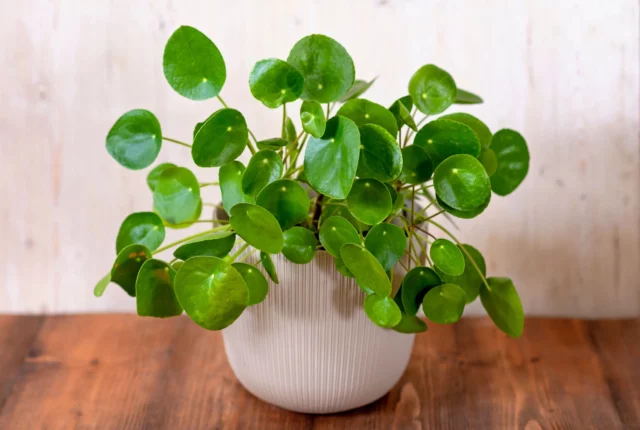 Pilea peperomioides, piante per il bagno