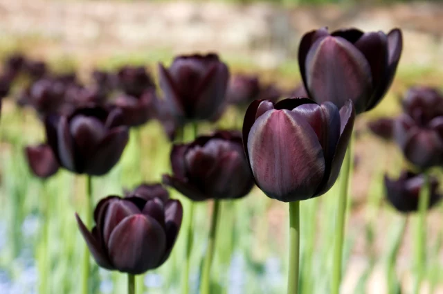 Tulipano cosiddetto nero