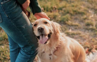 Segnali di gioia e paura del cane: l'importanza di riconoscerli