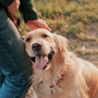 Segnali di gioia e paura del cane: l'importanza di riconoscerli