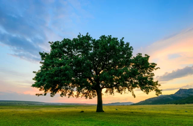 Piantare gli alberi