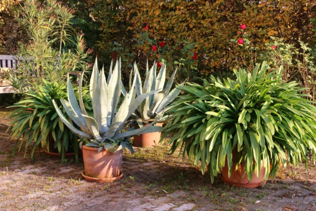 Clivia miniata in vaso