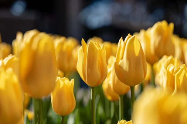 Significato del tulipano giallo