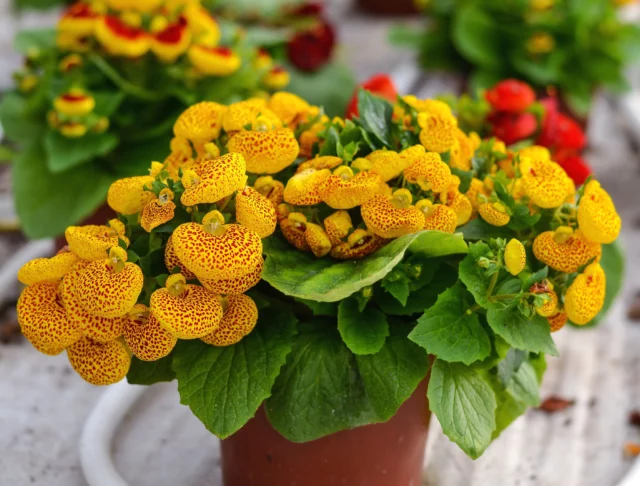 Calceolaria