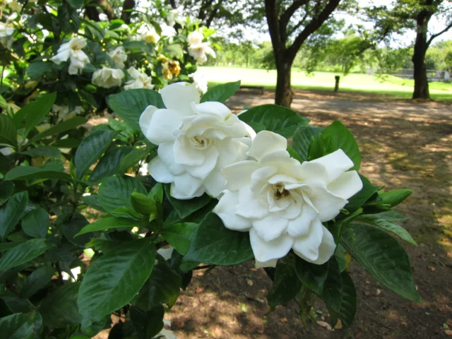 G. jasminoides