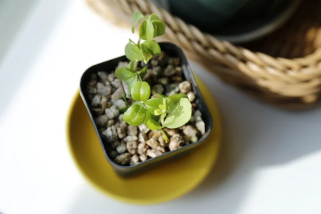 Peperomia obtusifolia 'Variegata' 