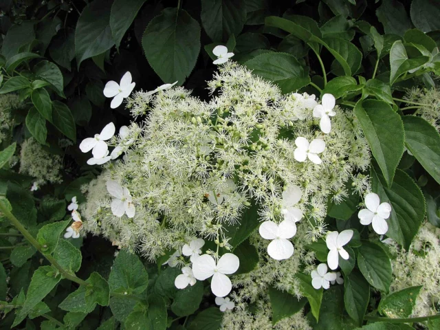 Hydrangea petiolaris