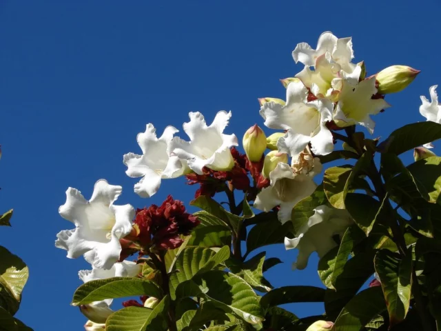 Rampicanti con fiori bianchi