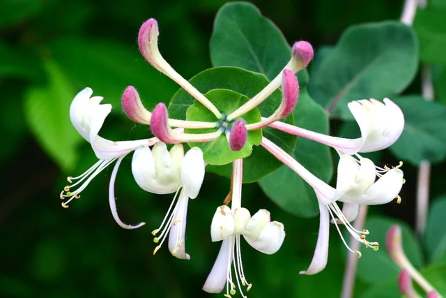 Lonicera caprifolium