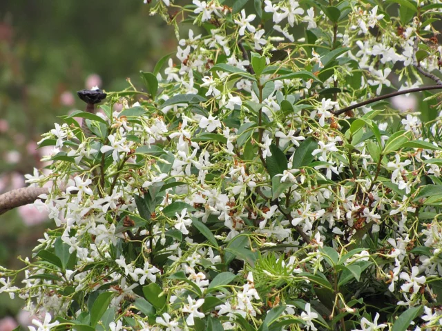 Trachelospermum jasminoides