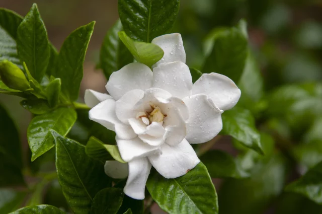 Fiore di G. jasminoides