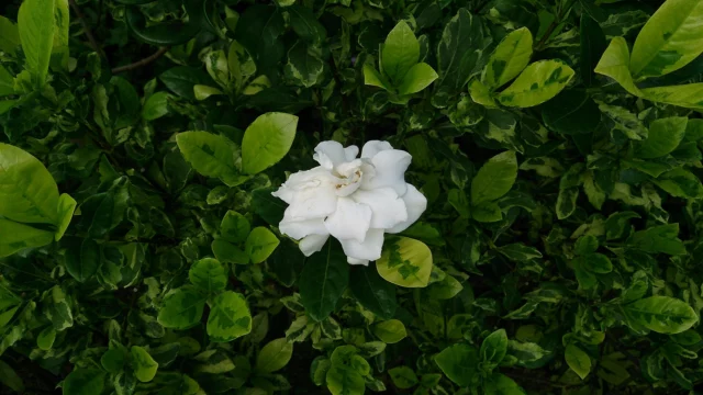 G. jasminoides 'Variegata' 