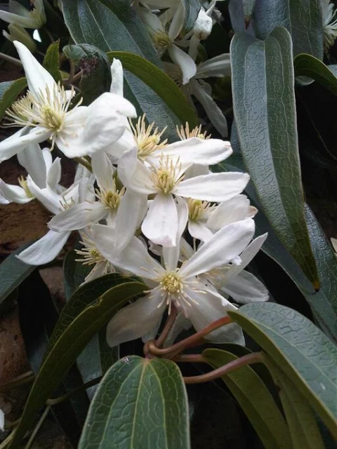 Rampicanti con fiori bianchi