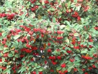 Cotoneaster lacteus