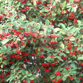 Cotoneaster lacteus