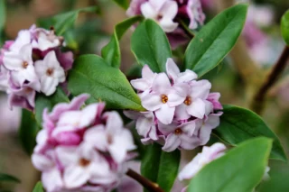 Daphne bholua 'Jacqueline Postill'