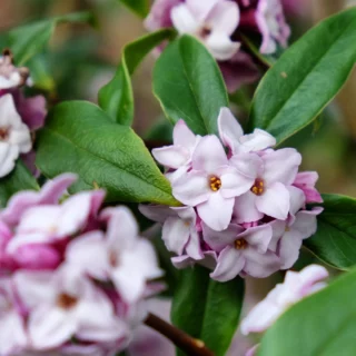 Daphne bholua 'Jacqueline Postill'