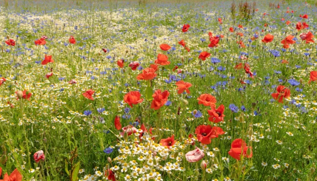 Fiori di campo