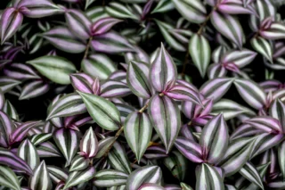 Tradescantia zebrina