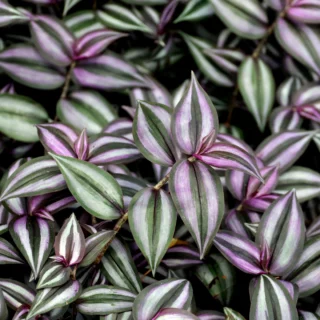 Tradescantia zebrina