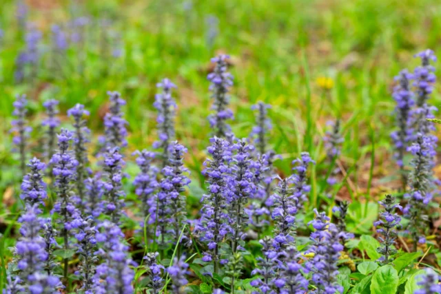 Fiori di campo: Ajuga reptans