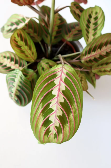 Maranta leuconeura, i disegni delle foglie