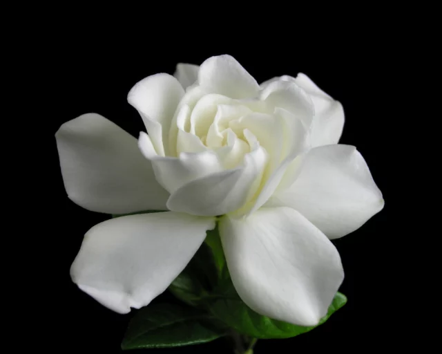 Gardenia jasminoides