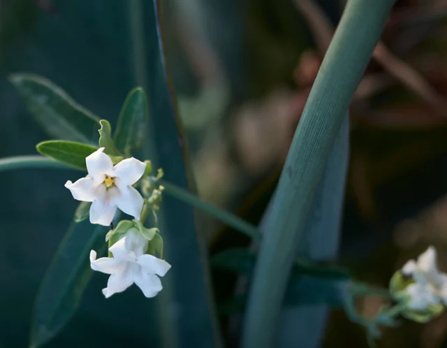 Rampicanti con fiori bianchi