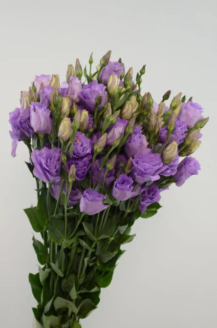 Lisianthus