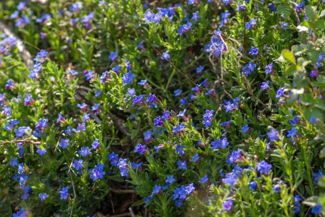 Un blu inconfondibile