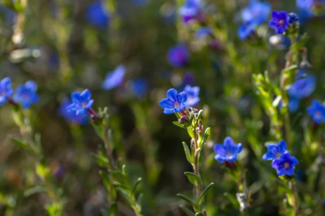 Lithodora