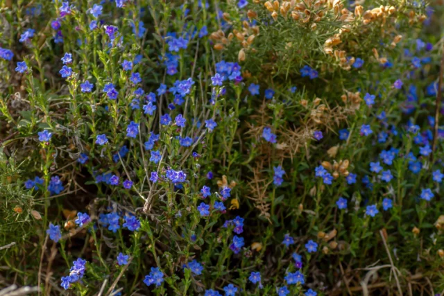 Fiori piccoli ma copiosi