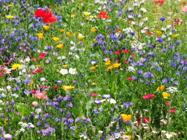 Fiori di campo