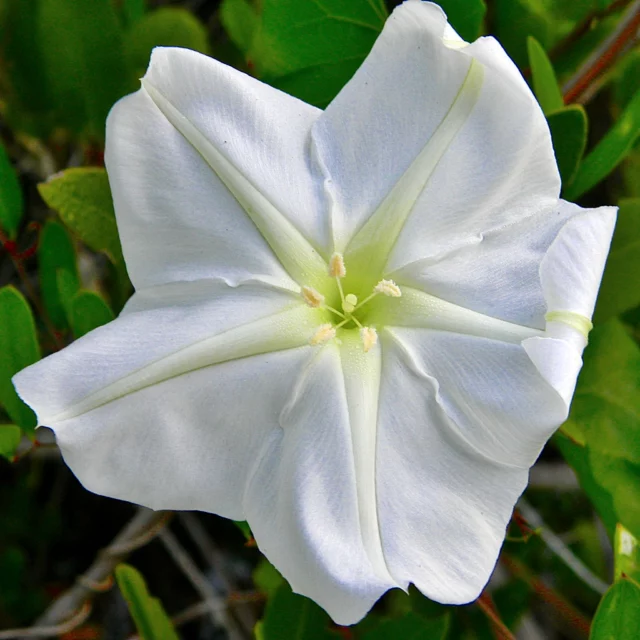 Rampicanti con fiori bianchi