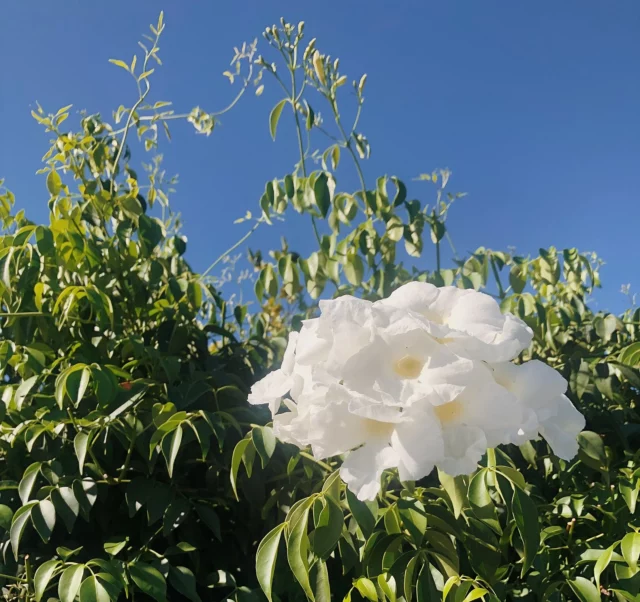 Rampicanti con fiori bianchi